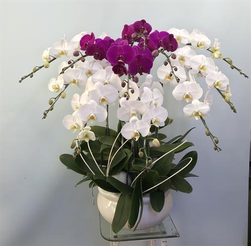 Hoa Lan Khai Trương 00113